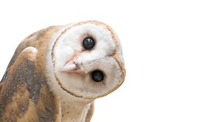 \"owl